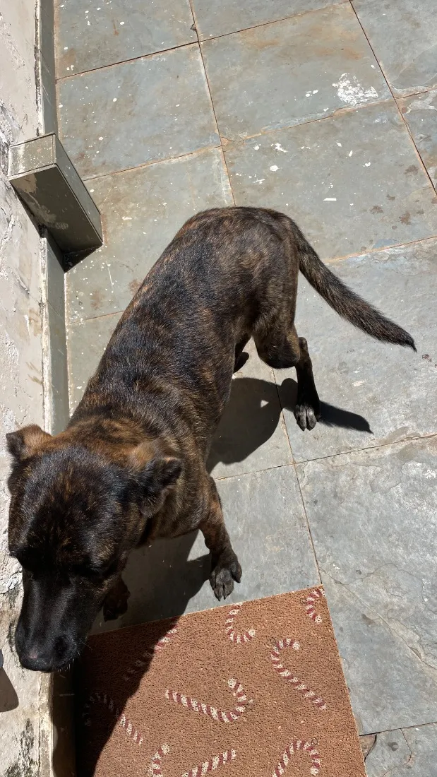 Cachorro raça SRD-ViraLata idade 7 a 11 meses nome Natasha