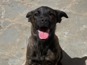 Cachorro raça SRD-ViraLata idade 7 a 11 meses nome Natasha