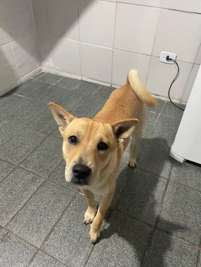 Cachorro raça SRD-ViraLata idade 7 a 11 meses nome Simba