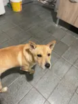 Simba