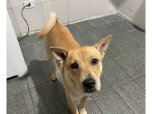 Cachorro raça SRD-ViraLata idade 7 a 11 meses nome Simba