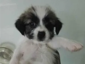 Cachorro raça Shitzu idade Abaixo de 2 meses nome filhotes