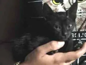 Gato raça SRD-ViraLata idade 2 anos nome Clarinha 
