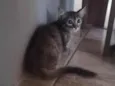 Félix 