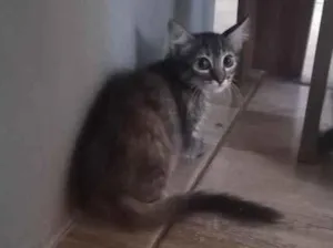 Gato raça SRD-ViraLata idade 2 a 6 meses nome Félix 