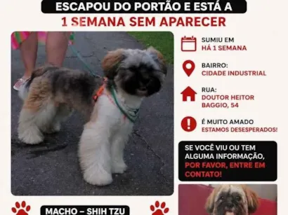 Cachorro raça Shitzu idade 1 ano nome Nick