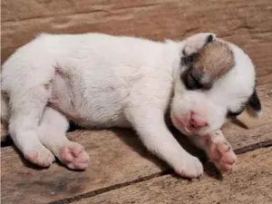 Cachorro raça SRD-ViraLata idade 2 a 6 meses nome sem nome