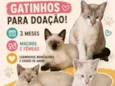 Não tem nomes
