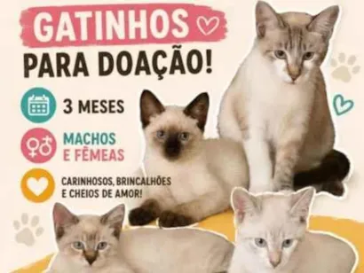 Gato raça SRD-ViraLata idade 2 a 6 meses nome Não tem nomes