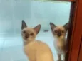 Apollo e Tom