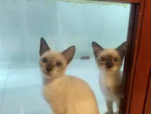 Gato raça SRD-ViraLata idade 2 a 6 meses nome Apollo e Tom