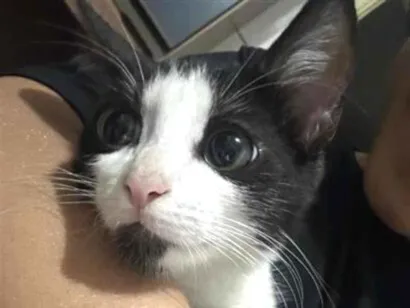 Gato raça SRD-ViraLata idade 2 a 6 meses nome Frajola