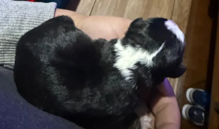 Cachorro raça SRD-ViraLata idade Abaixo de 2 meses nome Sim a