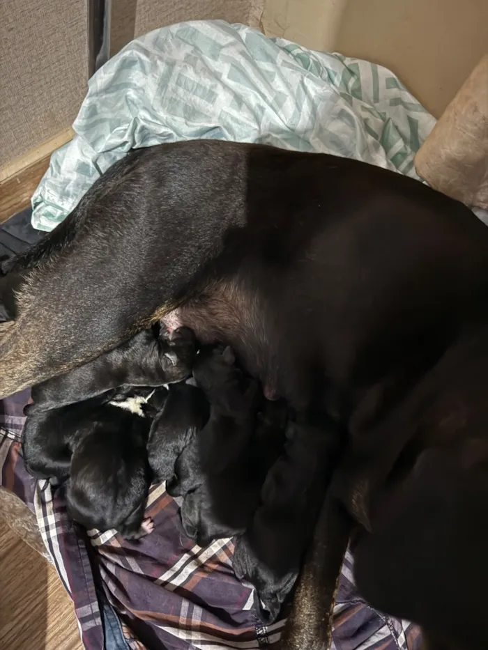 Cachorro raça SRD-ViraLata idade Abaixo de 2 meses nome Sim a