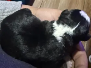 Cachorro raça SRD-ViraLata idade Abaixo de 2 meses nome Sim a