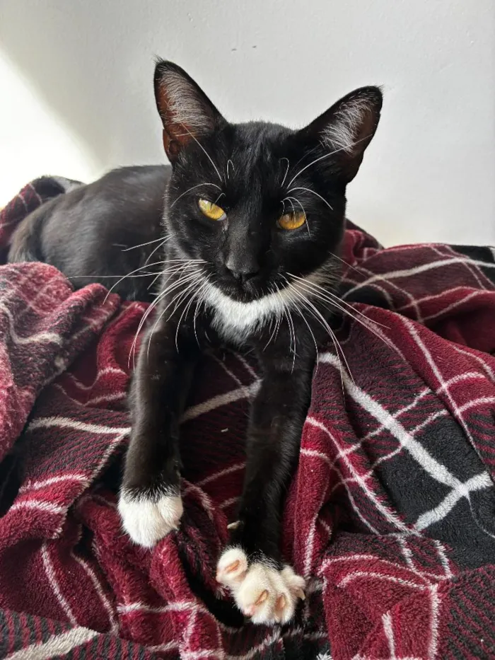 Gato raça SRD-ViraLata idade 3 anos nome Sem Nome