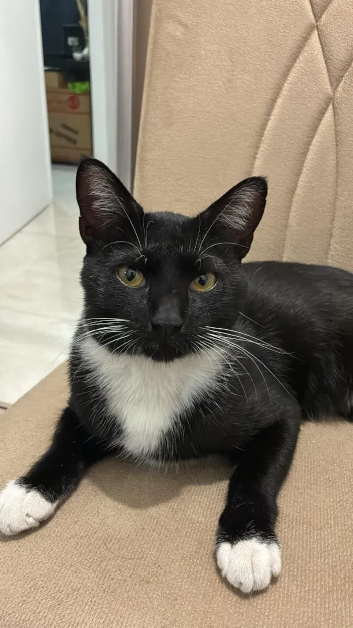 Gato raça SRD-ViraLata idade 3 anos nome Sem Nome