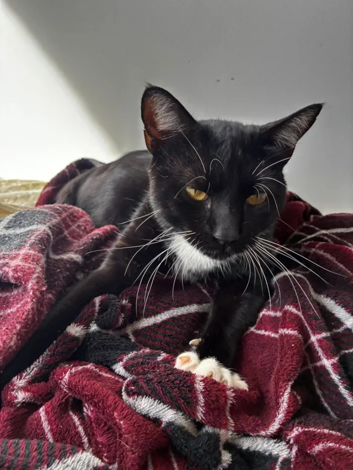 Gato raça SRD-ViraLata idade 3 anos nome Sem Nome