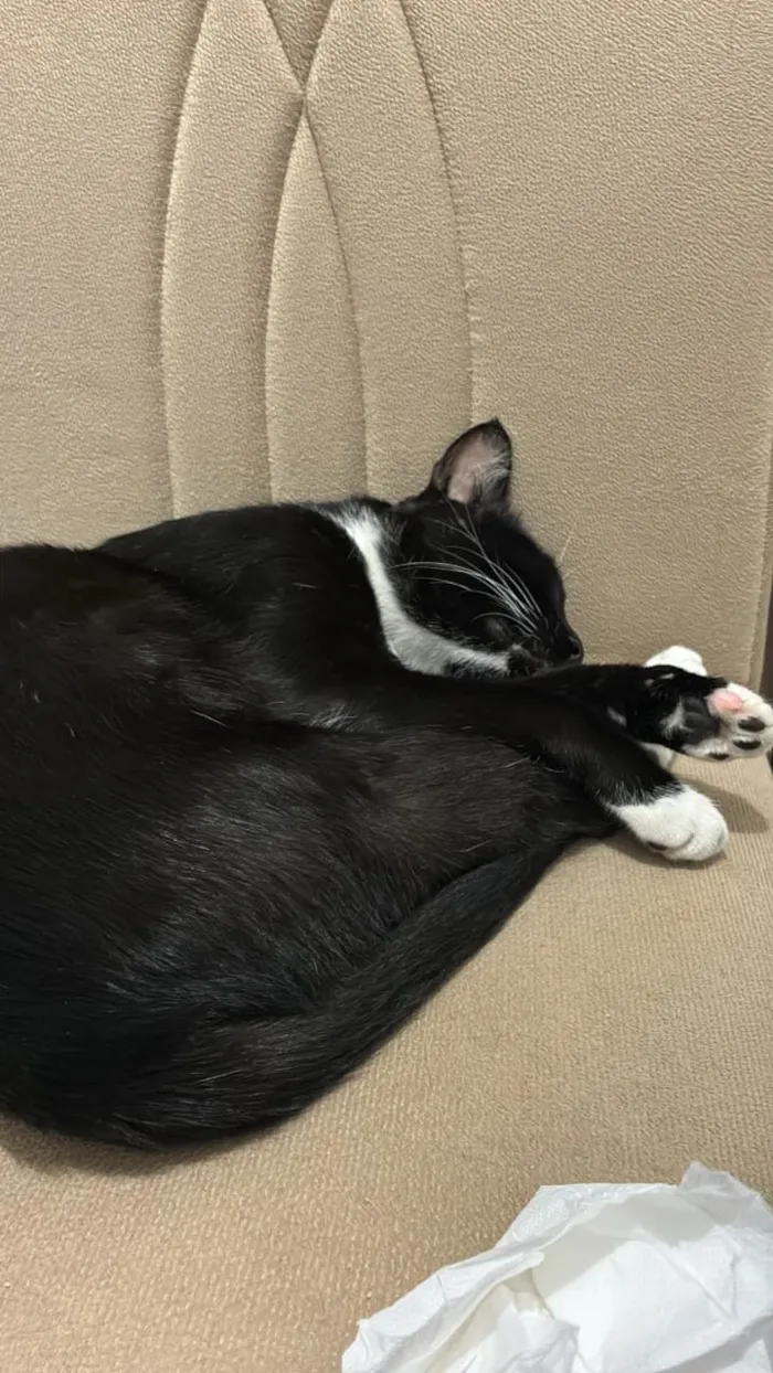 Gato raça SRD-ViraLata idade 3 anos nome Sem Nome