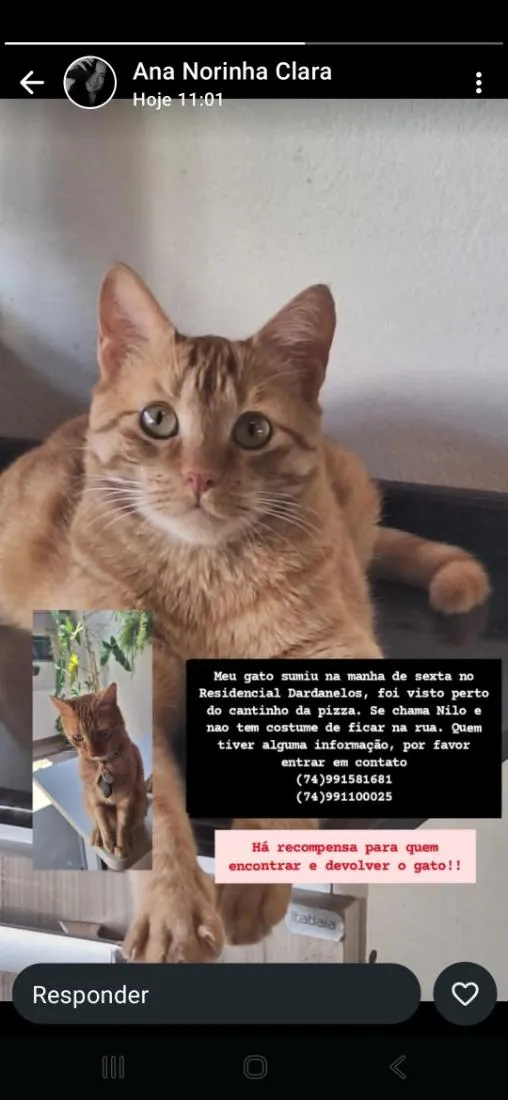 Gato raça SRD-ViraLata idade 5 anos nome NILO