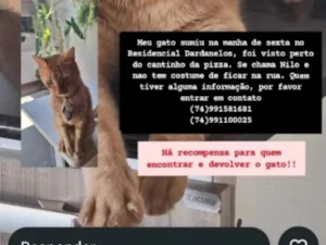 Gato raça SRD-ViraLata idade 5 anos nome NILO