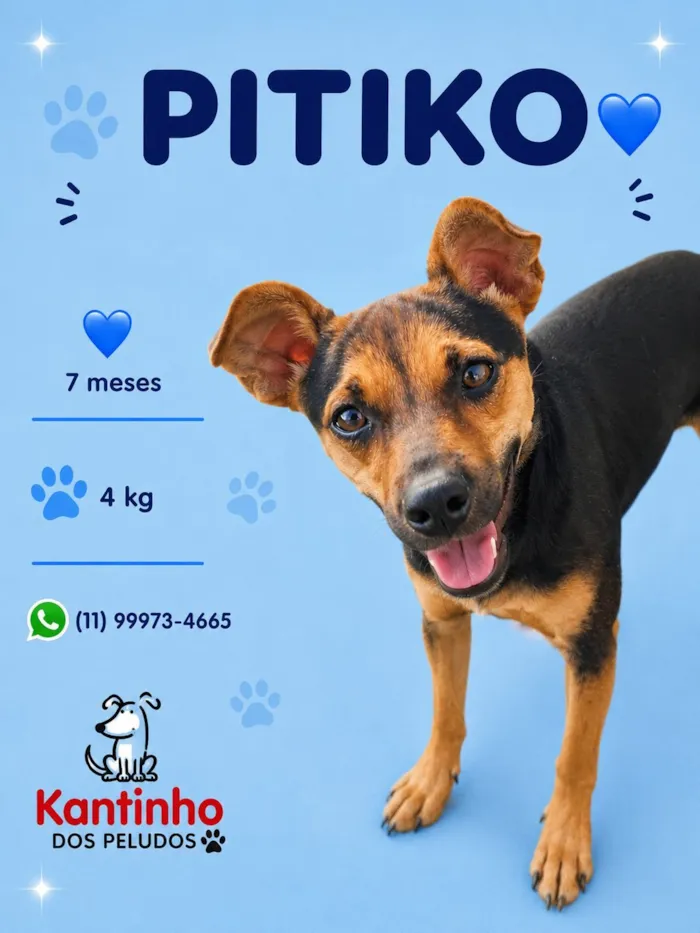 Cachorro raça Pinscher idade 7 a 11 meses nome Pitiko 