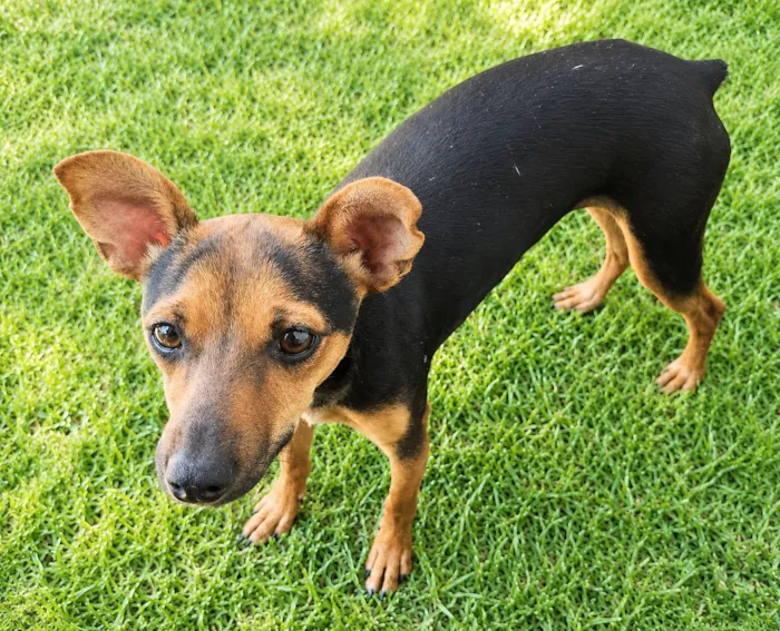 Cachorro raça Pinscher idade 7 a 11 meses nome Pitiko 