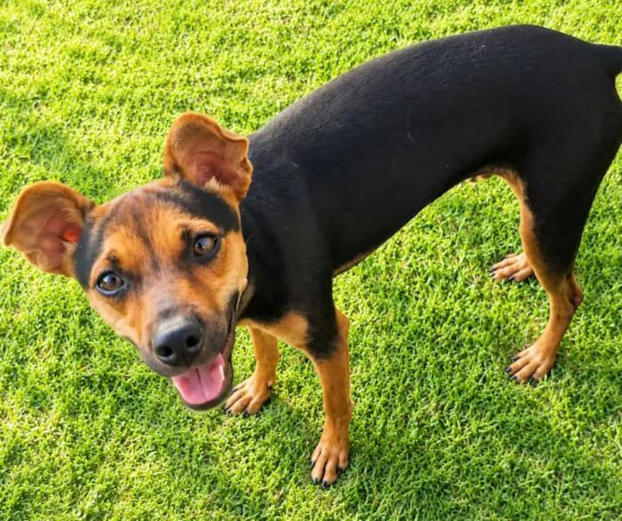 Cachorro raça Pinscher idade 7 a 11 meses nome Pitiko 