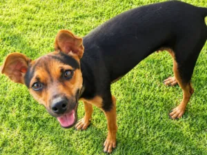 Cachorro raça Pinscher idade 7 a 11 meses nome Pitiko 