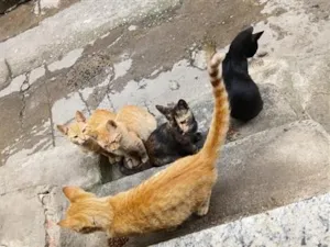 Gato raça SRD-ViraLata idade Abaixo de 2 meses nome tem 5 gatinhos tem amarelinhos e uma pretinha e uma rachadinha