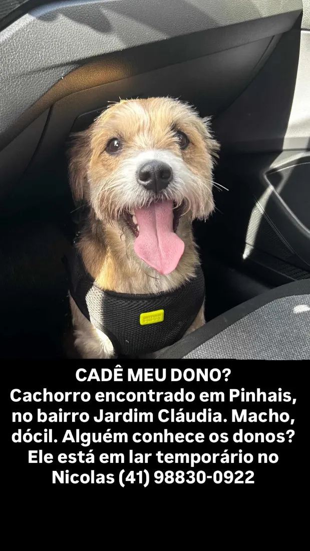 Gato raça SRD-ViraLata idade 1 ano nome não sabemos 