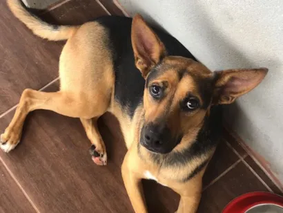 Cachorro raça SRD-ViraLata idade 5 anos nome BIDU