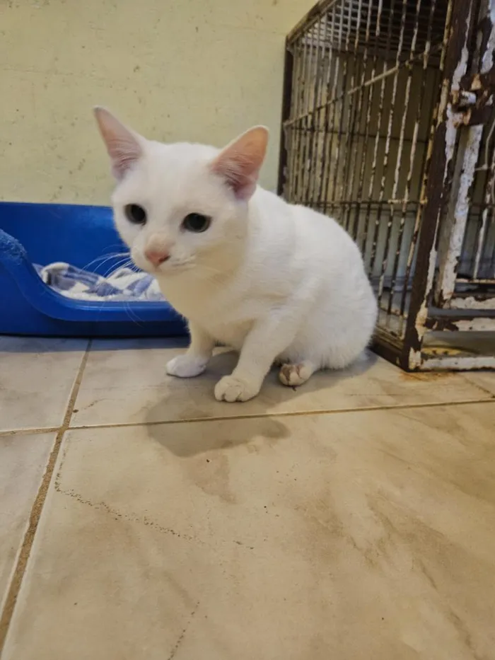 Gato raça SRD-ViraLata idade 2 anos nome Picasso (PCD)
