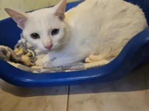 Gato raça SRD-ViraLata idade 2 anos nome Picasso (PCD)