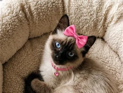 Gato raça Siamês idade 2 a 6 meses nome Filhotes 