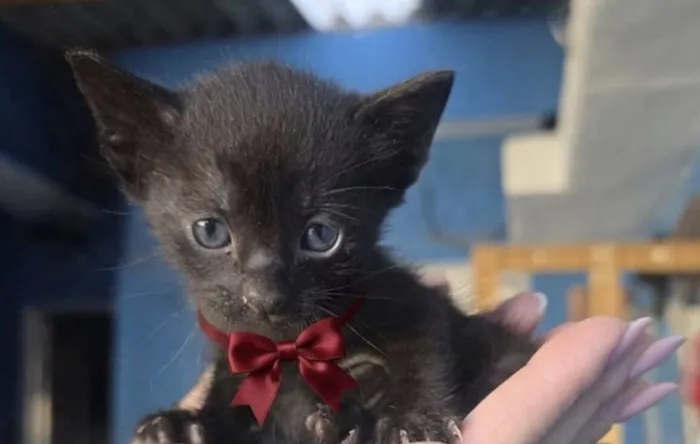 Gato raça Siamês idade 2 a 6 meses nome Filhotes 