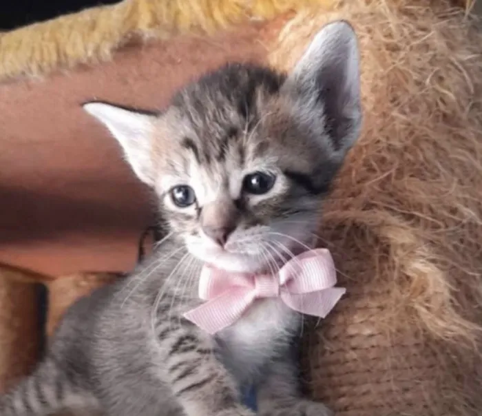 Gato raça Siamês idade 2 a 6 meses nome Filhotes 