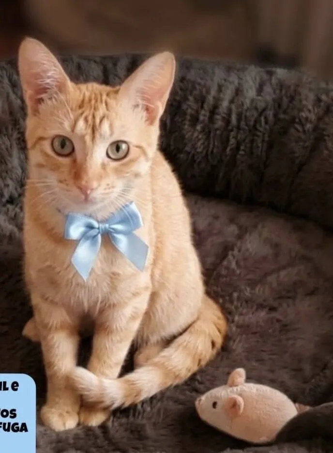 Gato raça Siamês idade 2 a 6 meses nome Filhotes 