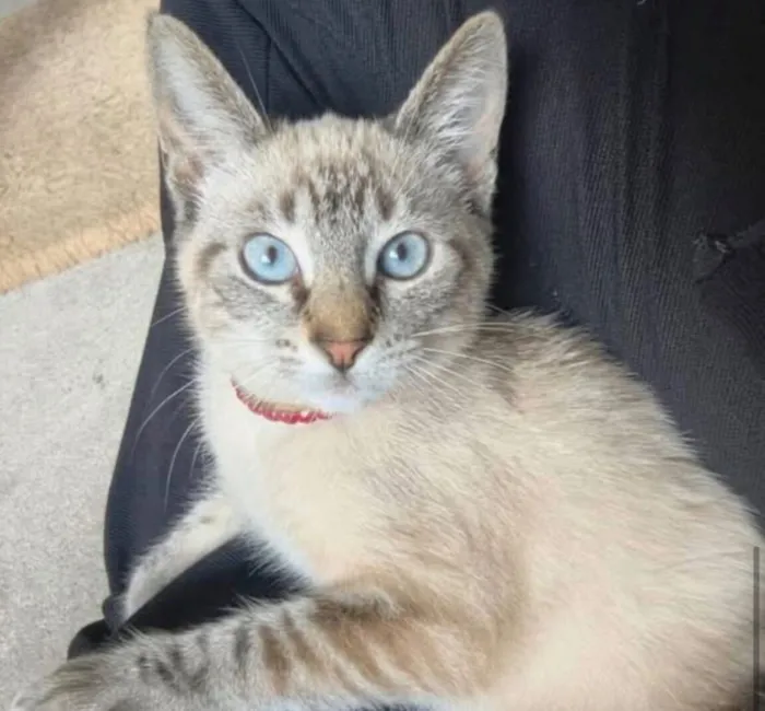 Gato raça Siamês idade 2 a 6 meses nome Filhotes 