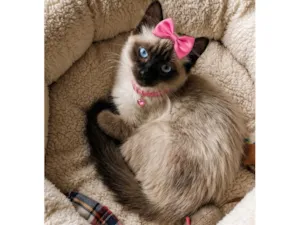 Gato raça Siamês idade 2 a 6 meses nome Filhotes 