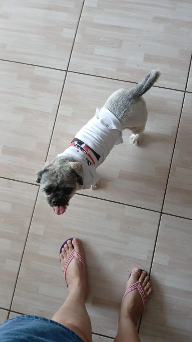 Cachorro raça Shitzu idade 3 anos nome Thor