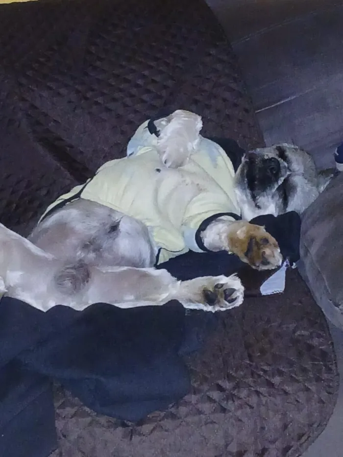 Cachorro raça Shitzu idade 3 anos nome Thor