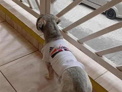 Cachorro raça Shitzu idade 3 anos nome Thor