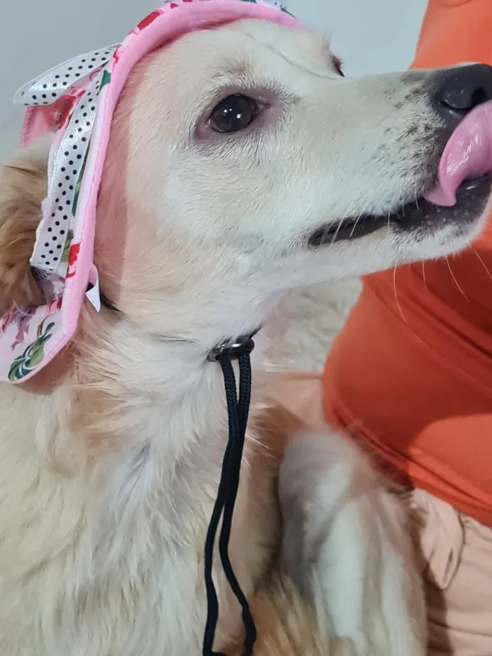 Cachorro raça SRD-ViraLata idade 1 ano nome nina