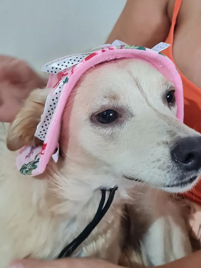 Cachorro raça SRD-ViraLata idade 1 ano nome nina