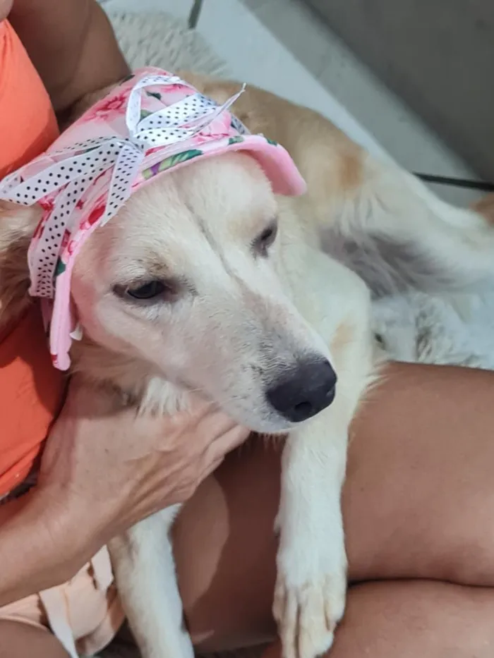 Cachorro raça SRD-ViraLata idade 1 ano nome nina