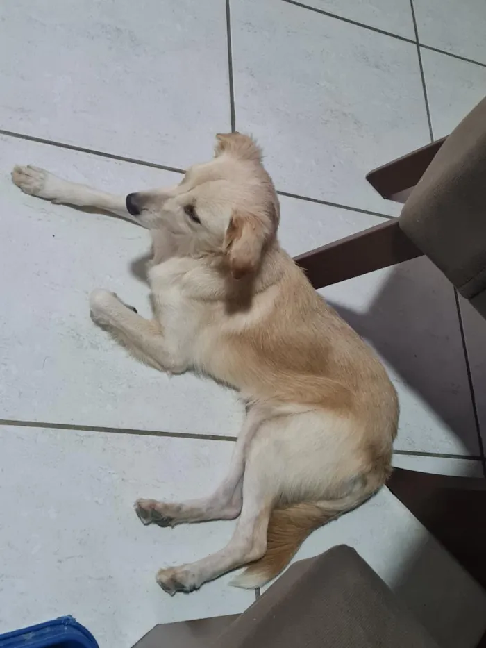 Cachorro raça SRD-ViraLata idade 1 ano nome nina