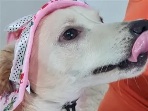 Cachorro raça SRD-ViraLata idade 1 ano nome nina