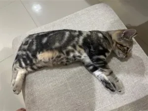 Gato raça SRD-ViraLata idade 2 a 6 meses nome Melzinha