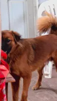 Scooby Doo